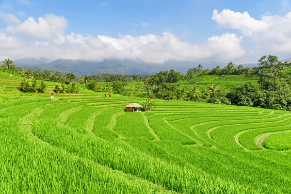 Bali Holiday