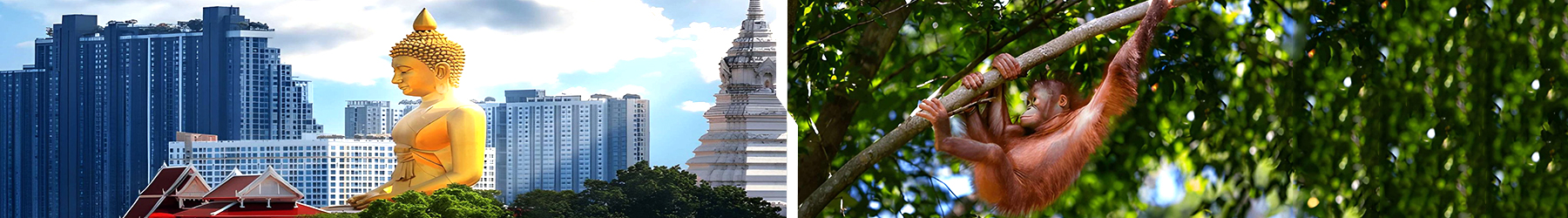 Rainforest & City Lights: 8-Night Bangkok–Borneo Escape