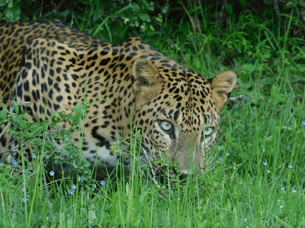 Sri Lanka Wildlife Holiday