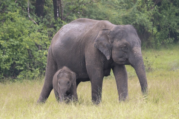 Sri Lanka Wildlife Holiday