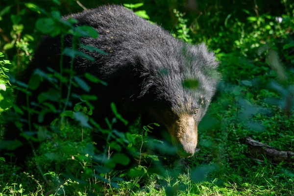 Sri Lanka Wildlife Holiday