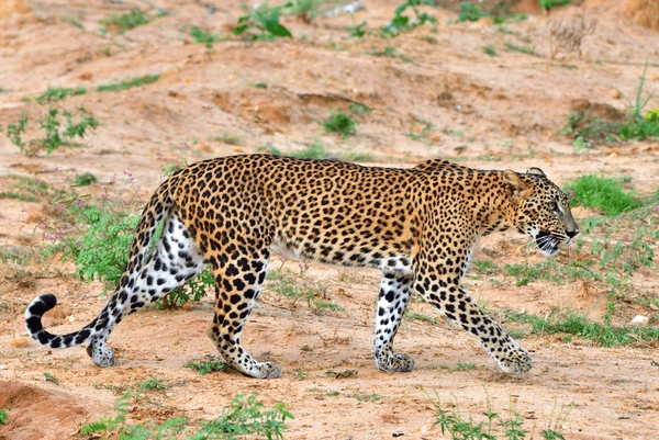 Sri Lanka Wildlife Holiday