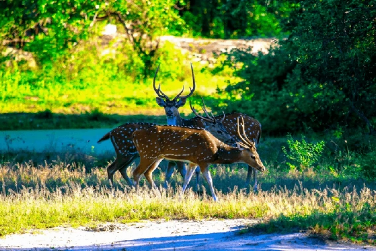 Sri Lanka Wildlife Holiday