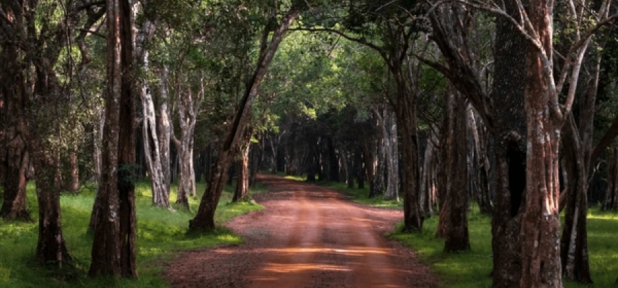 Sri Lanka Wildlife Holiday