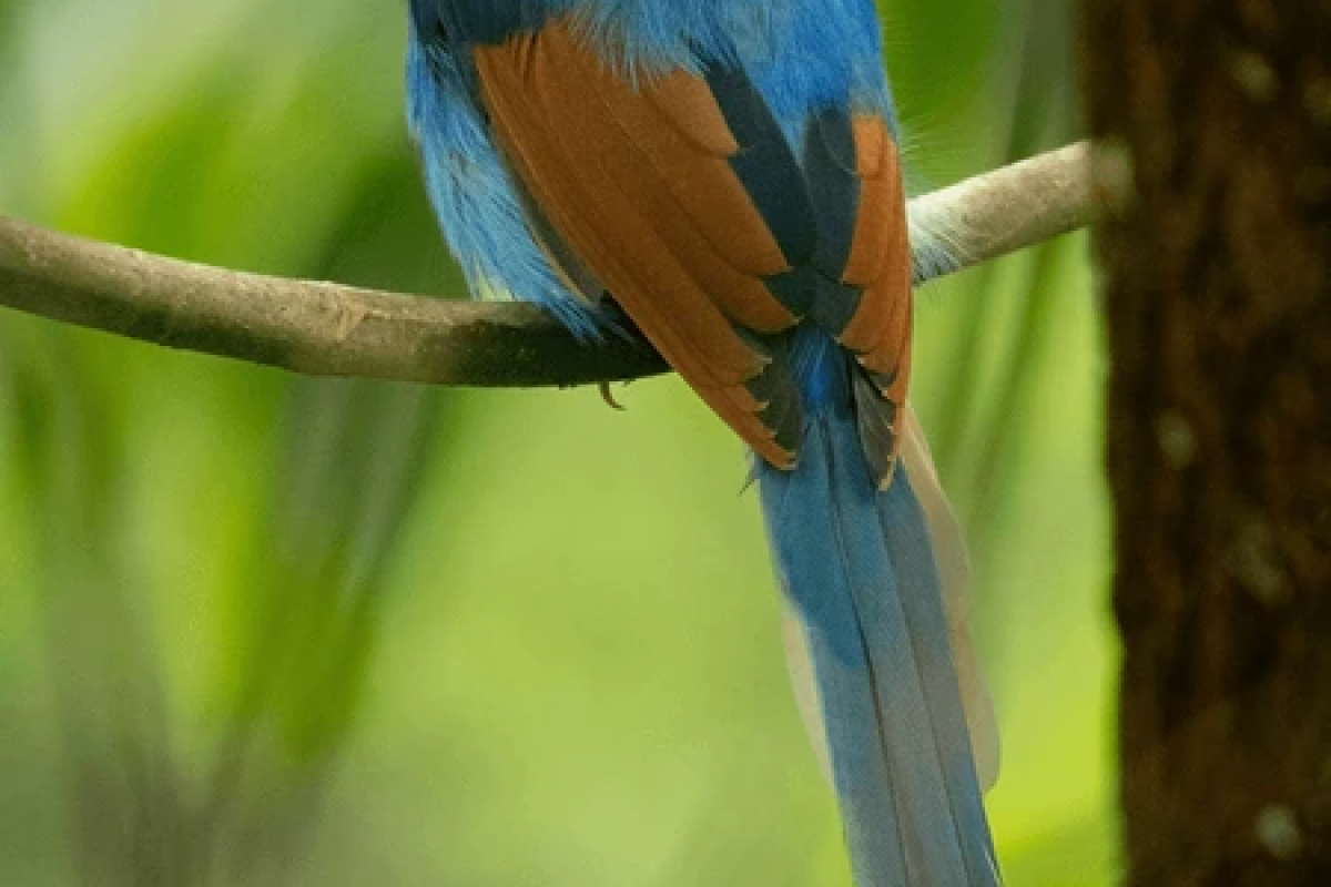 Sri Lanka Wildlife Holiday