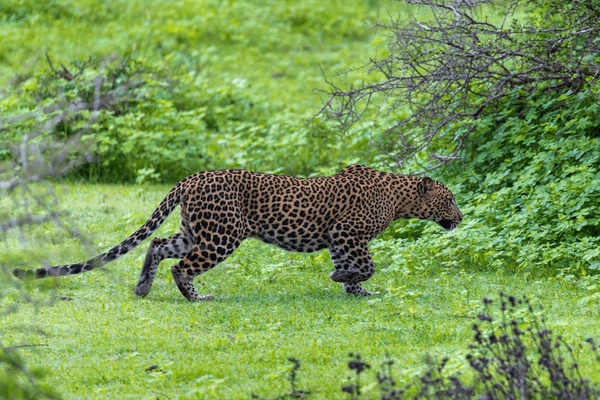 Sri Lanka Holidays
