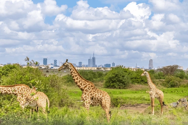 Ultimate Kenya Journey: Big Five Safari & All-Inclusive Diani Retreat