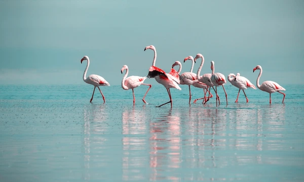 Ultimate Kenya Journey: Big Five Safari & All-Inclusive Diani Retreat