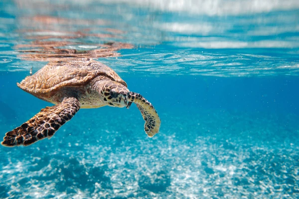 Qatar & Seychelles Holidays