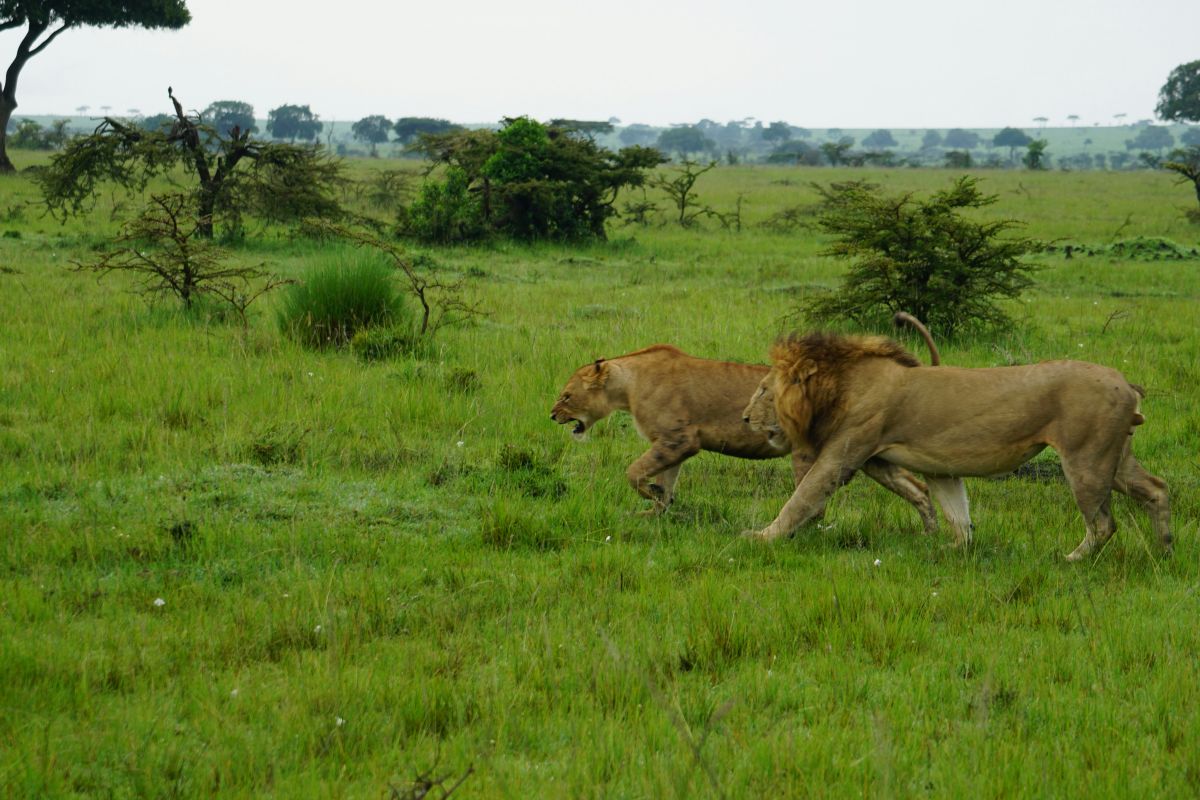 Kenya & Tanzania – 10 Nights