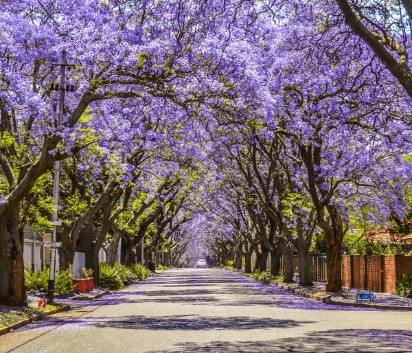 Johannesburg Holiday