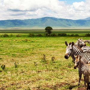 Kenya and Tanzania