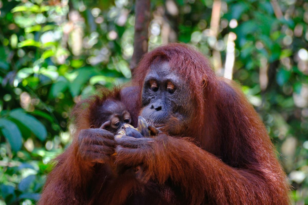 SINGAPORE BORNEO - 8N