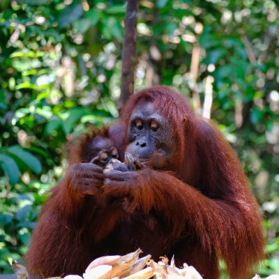 SINGAPORE BORNEO - 8N