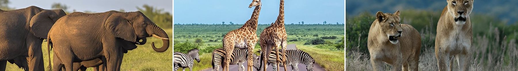 The Ultimate South African Journey with Kruger National Park - 8 Nights