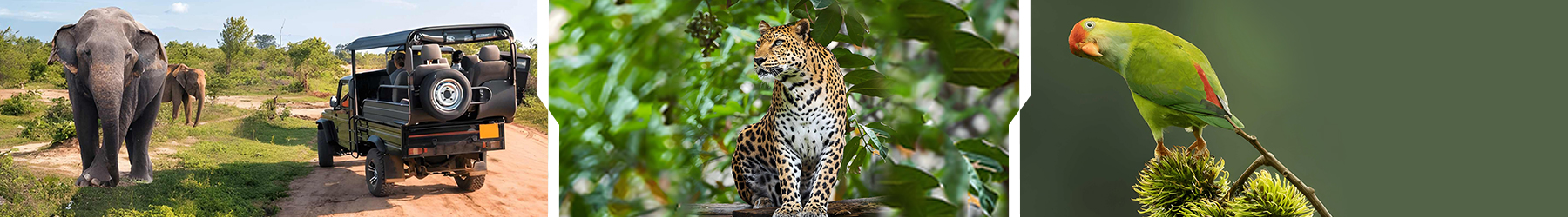 Sri Lanka Safari Expedition: 11 Nights in the Wild Kingdom