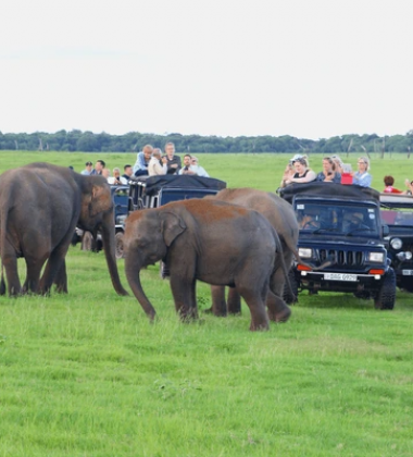 Sri Lanka Wildlife Holiday