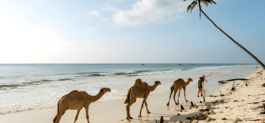 Ultimate Kenya Journey: Big Five Safari & All-Inclusive Diani Retreat – 9 Nights
