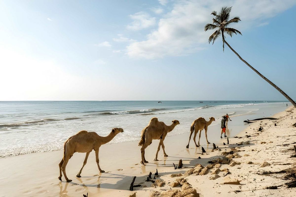 Ultimate Kenya Journey: Big Five Safari & All-Inclusive Diani Retreat – 9 Nights