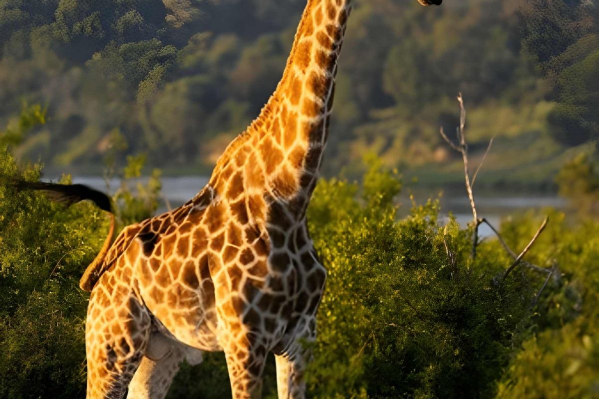 South African Vacation