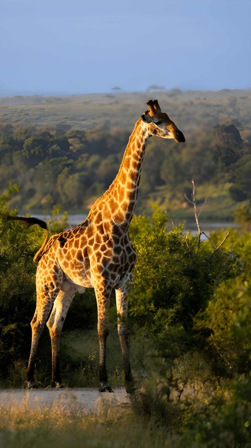 South African Vacation