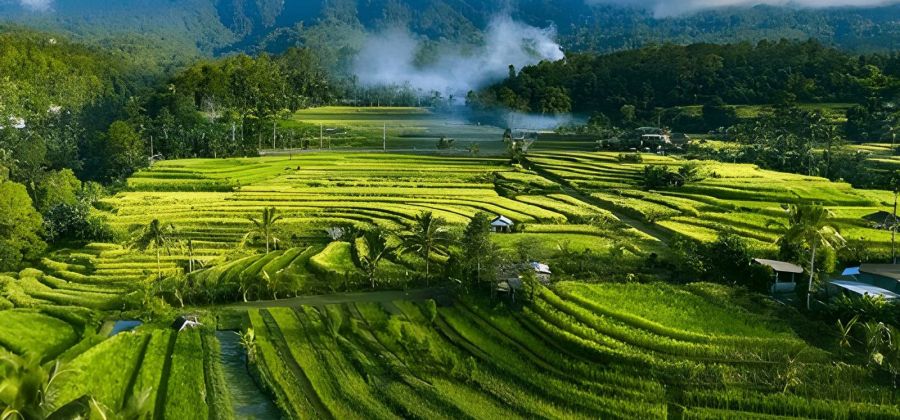 Japan & Indonesia
