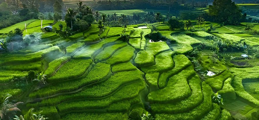 Bali Holiday