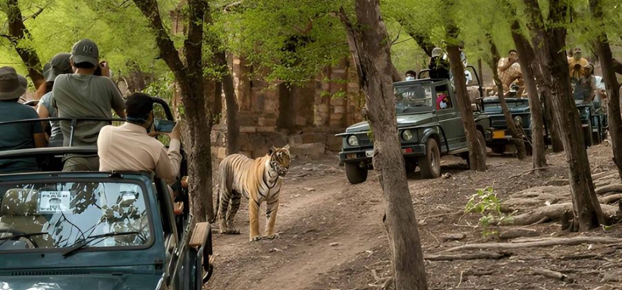 Golden Triangle & Ranthambore Tiger Safari with Goa Retreat – 12 Nights