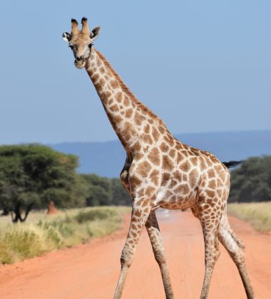 Kenya & Tanzania – 10 Nights