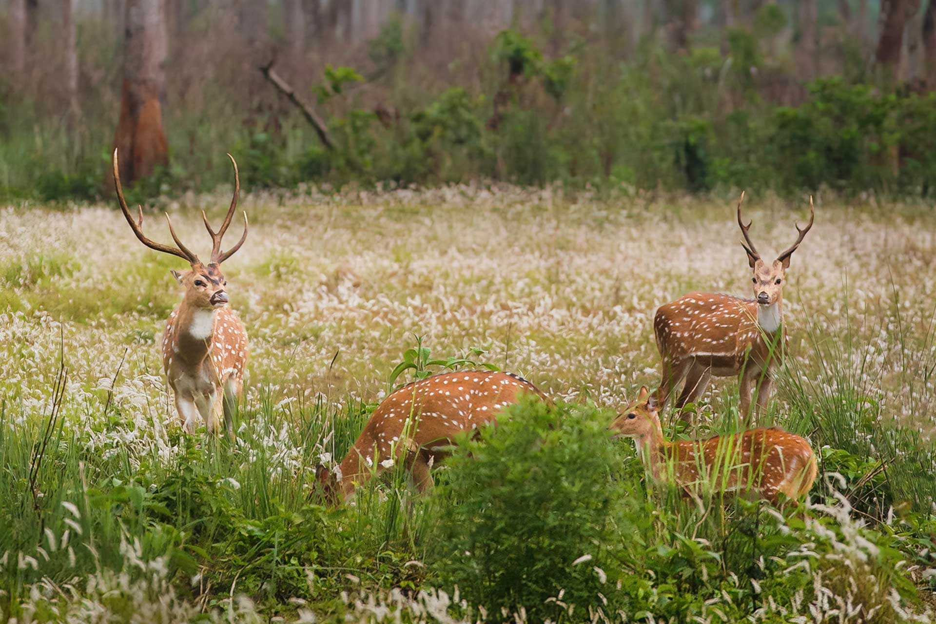 Ultimate Nepal Highlights Vacation
